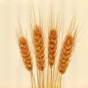 Icon-style image of wheat stalks, representing ancient grains.